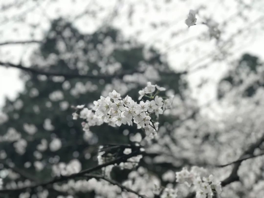 64afcffadd10f5b4ecaa15741e2e4a29.jpg 64afcffadd10f5b4ecaa15741e2e4a29.jpg